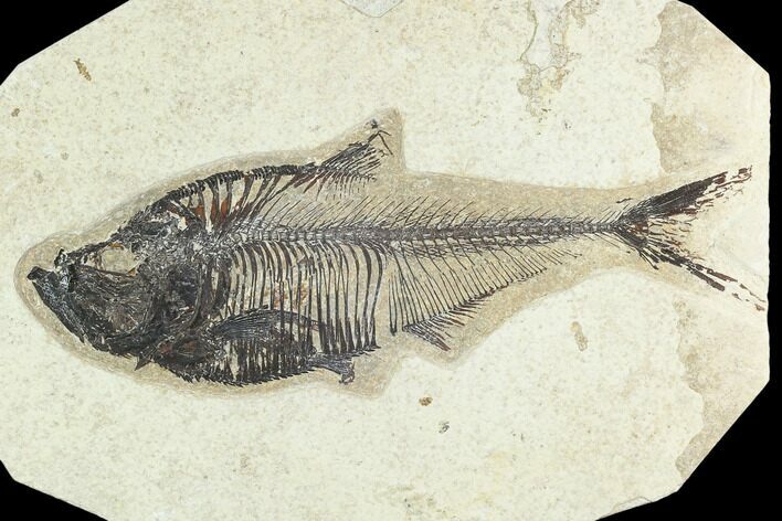 7.1" Fossil Fish (Diplomystus) - Green River Formation